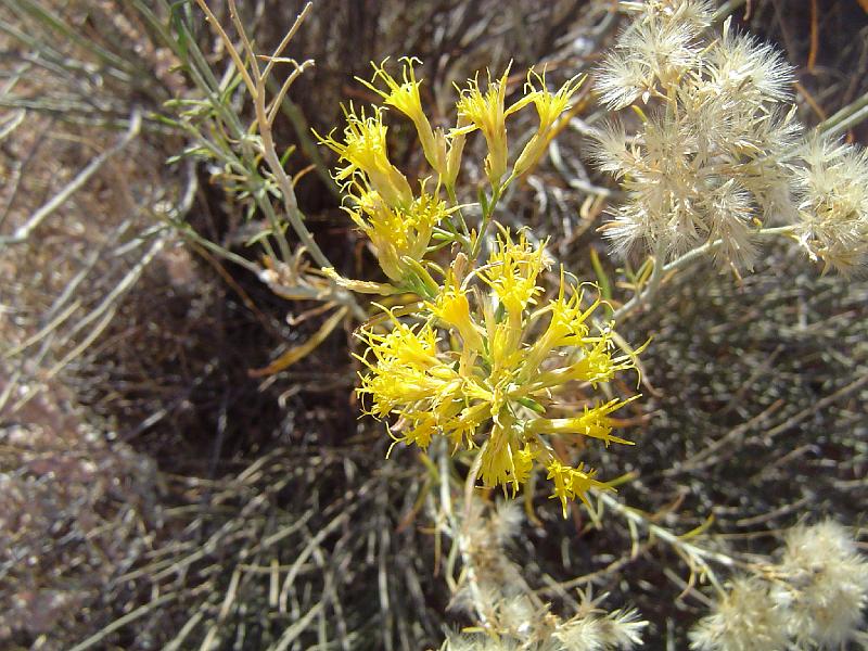 SRS_little_wild_horse_flowers.JPG