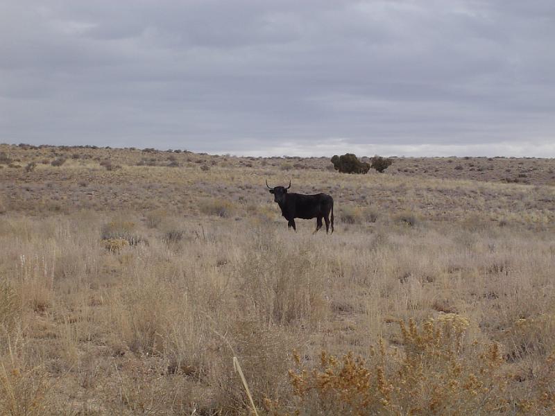 bull.JPG