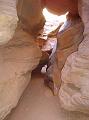 SRS_little_wild_horse13