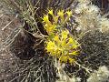 SRS_little_wild_horse_flowers