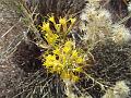 SRS_little_wild_horse_flowers2